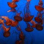 畅享櫻花動漫app:探索无限动漫世界的最佳选择 7vpsv3aq1z